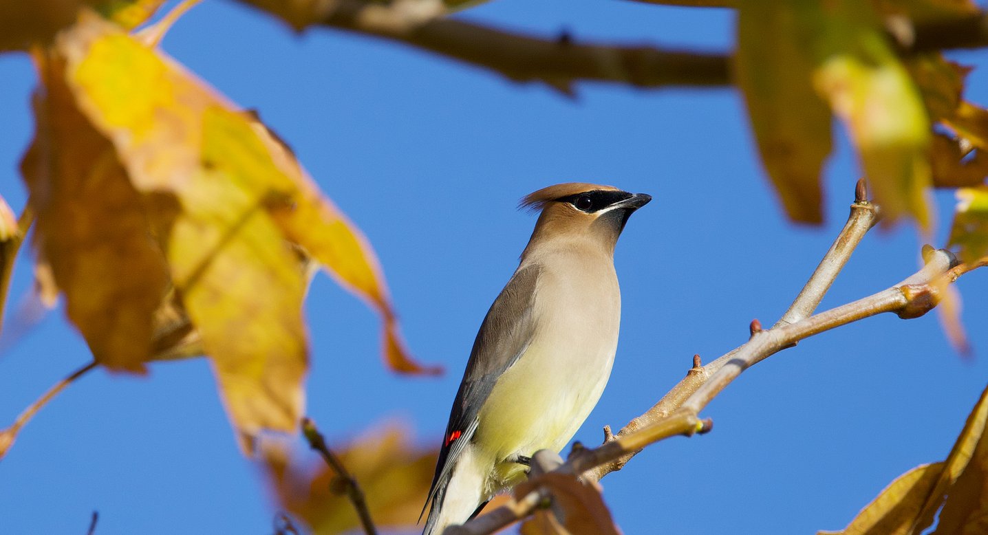 Cedar waxwing