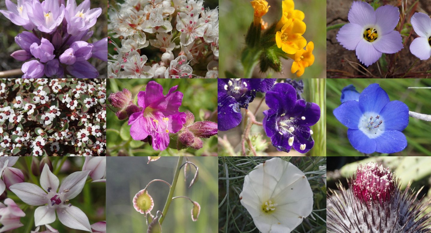 ELMO Wildflowers.001