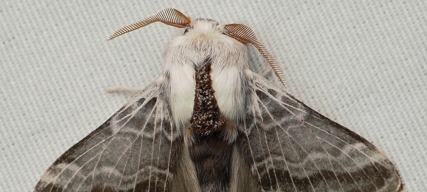 richbuglighting